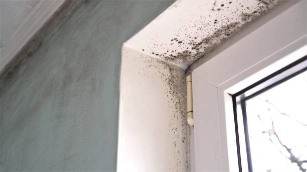 Mold Odor Removal Services in Ridgway, PA